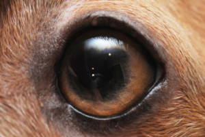Texas Veterinary Ophthalmology